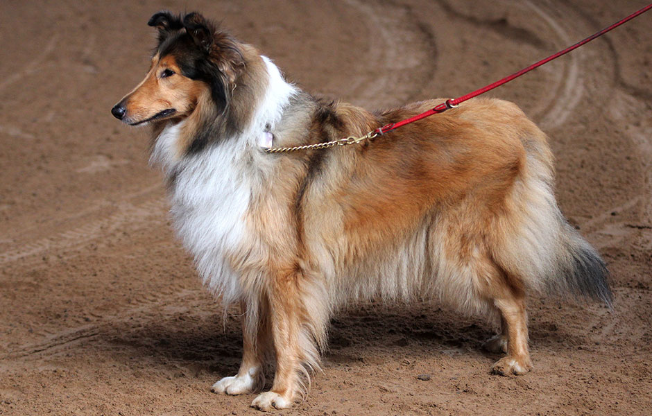 Collies make great Service Dogs