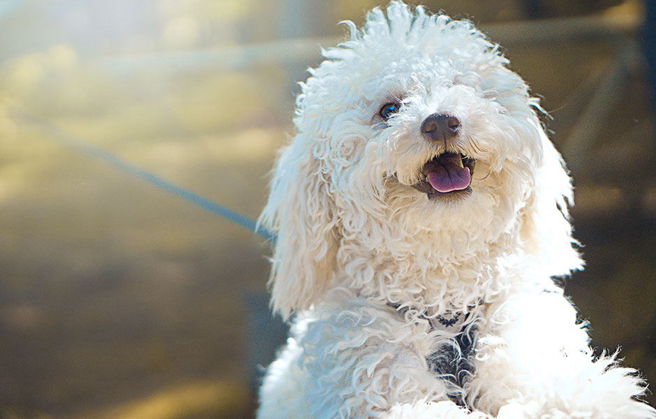 Poodles make great Service Dogs