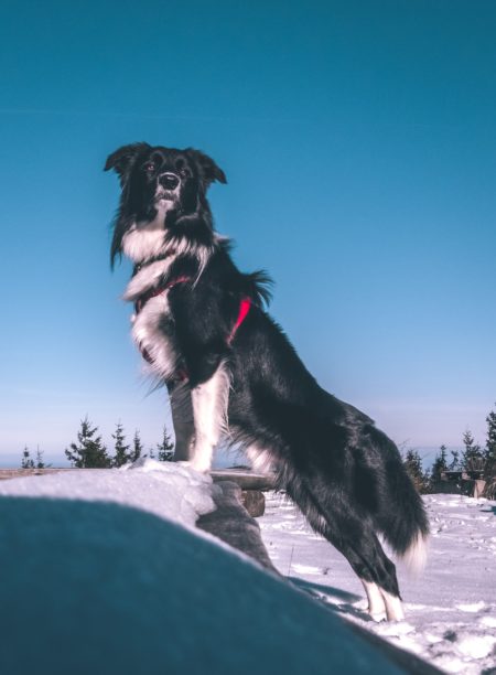 Border Collies can make excellent service dogs for the right type of handler. 