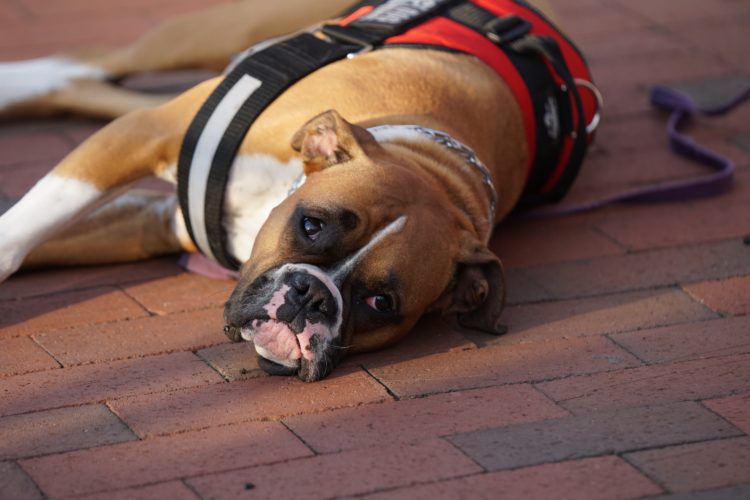 boxer service dog breed