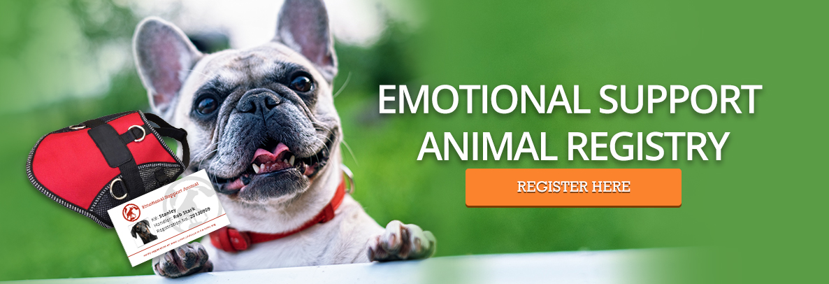 Emotional Support Dog Registration - French Bulldog