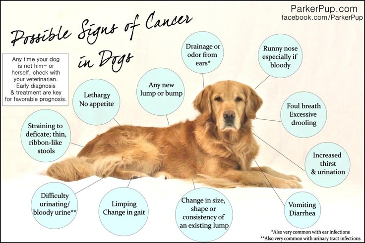 11 Signs of Cancer in Dogs