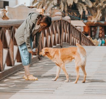 Woman and golden retriever