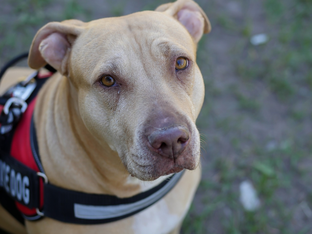 pitbull service dog vest