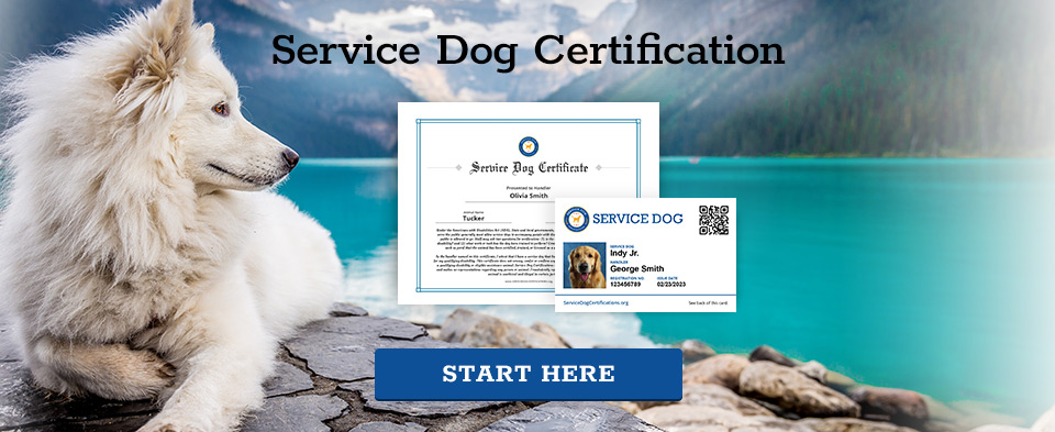 Service Dog Certification - Start Here