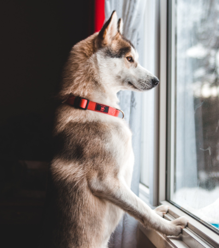 Service Dog alone at home