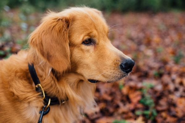 service dog - golden retriever