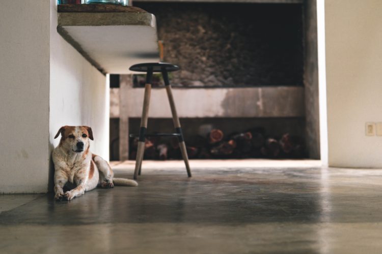 Service dog at home waiting for their handler to return