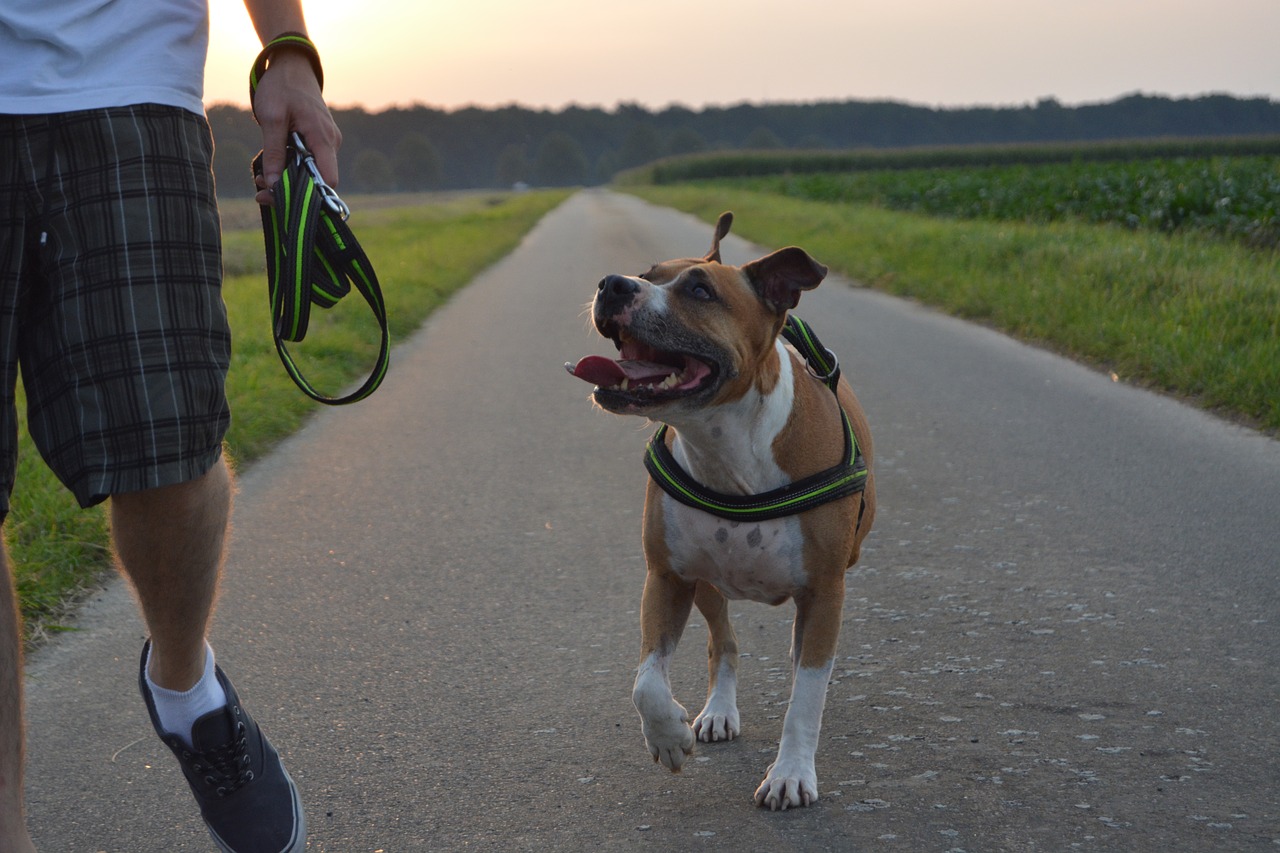 service dog pitbull