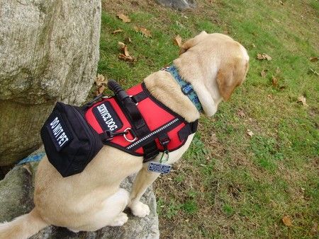 service dog vest