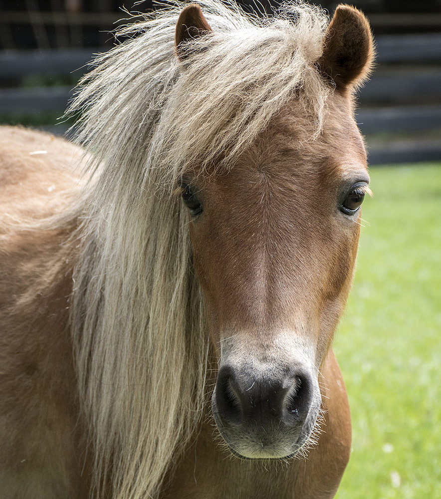 Can You Still Fly with a Miniature Horse on an Airplane - ServiceDogCertifications