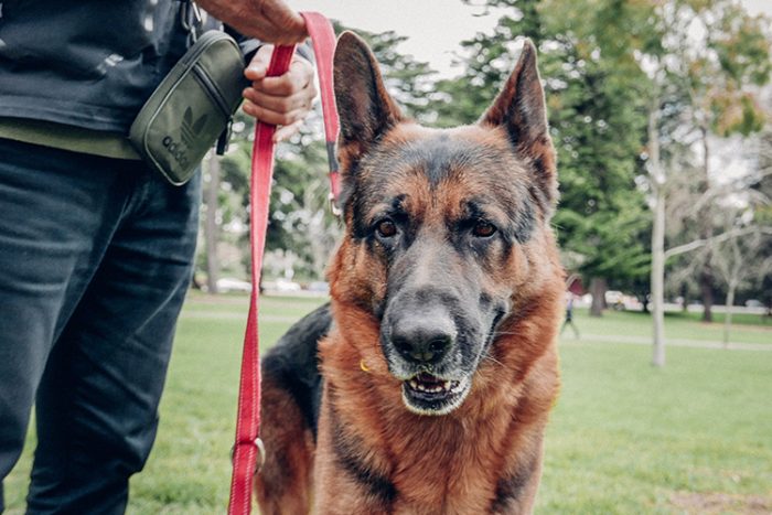 German Shepherds are always alert and focused on their jobs, which are perfect traits for a medical service dog. - ServiceDogCertifications