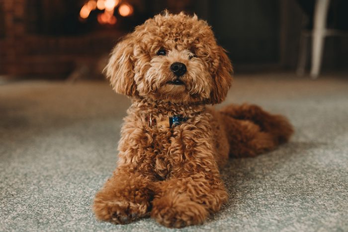 Poodles are cuddly and eager to please. Their sharp senses make them an ideal contender for a medical service dog. - ServiceDogCertifications