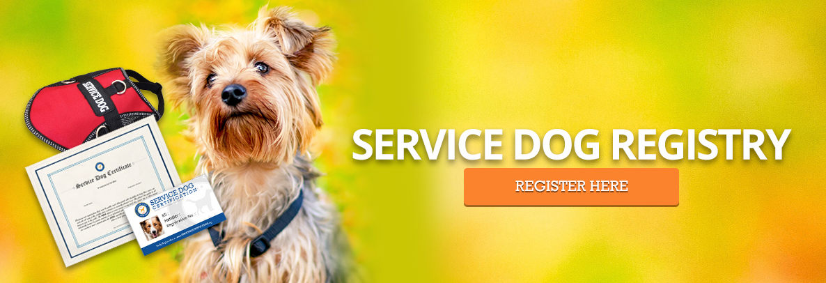 Yorkie Service Dog Registration