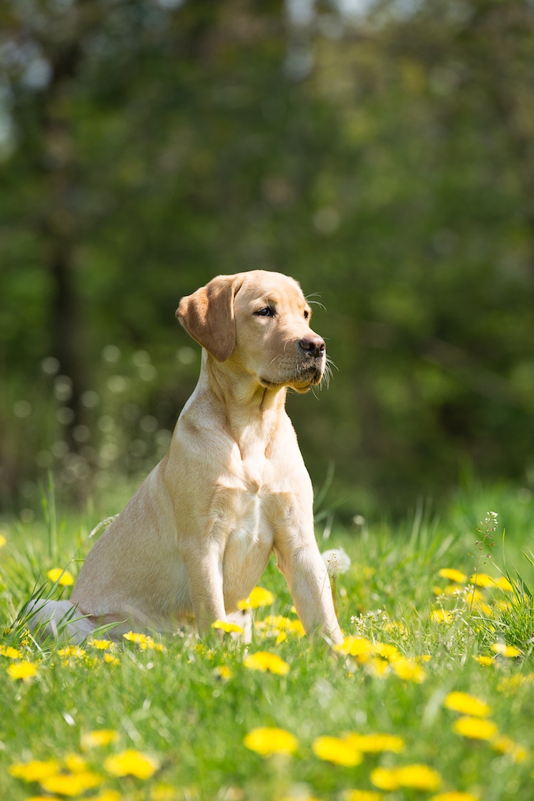 Service Dog ID card Confidence