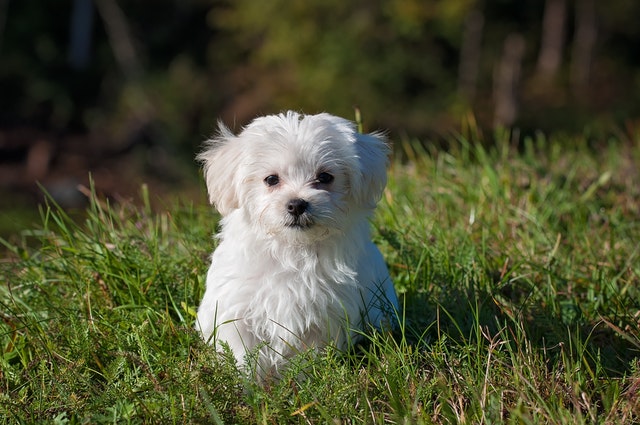 small maltese