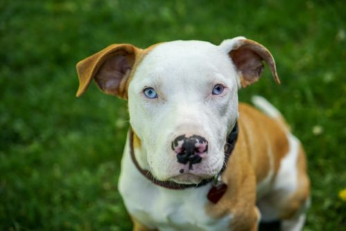 therapy pitbull