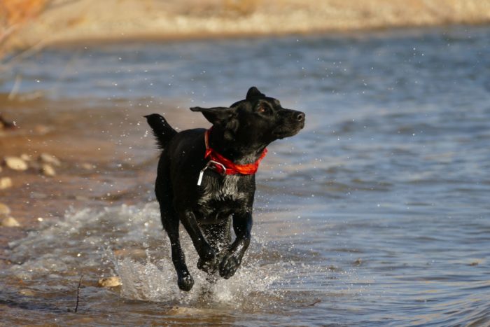 A Service Dog having some off time at the beach