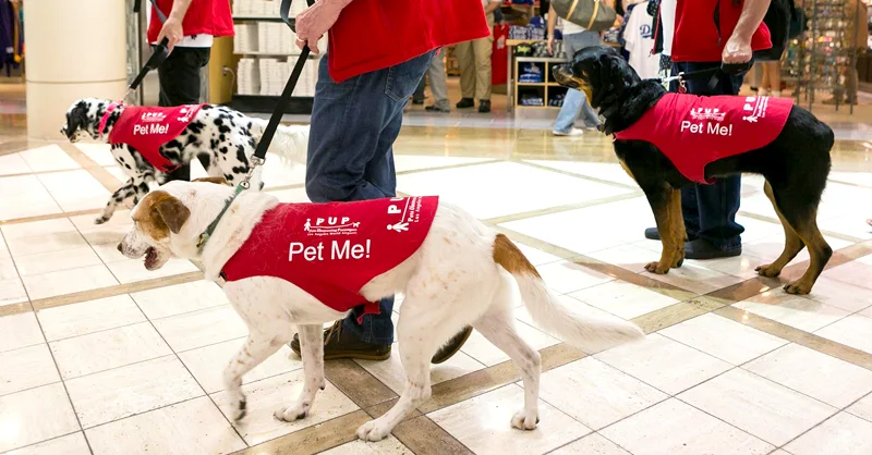 3 therapy dogs