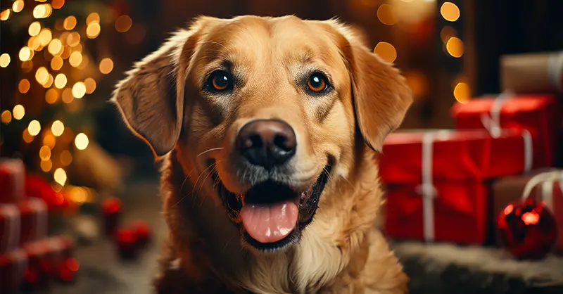 How to Keep Your Dog Safe During Christmas