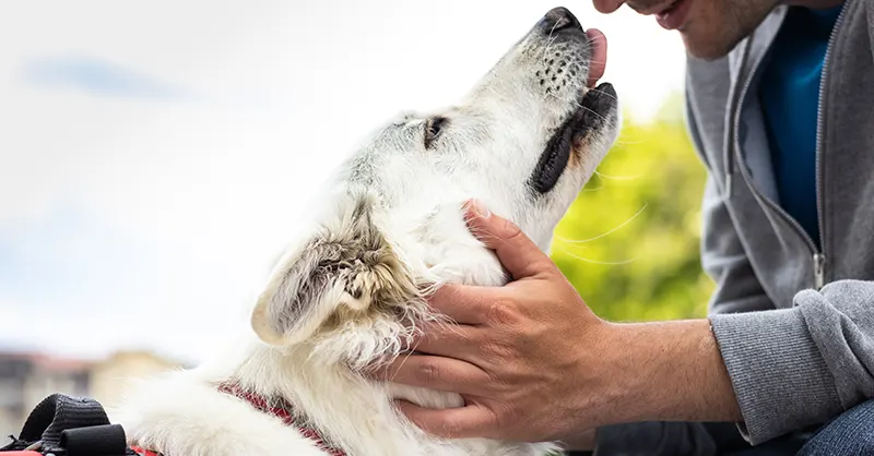 How Can I Register My Dog as an Anxiety Service Dog?