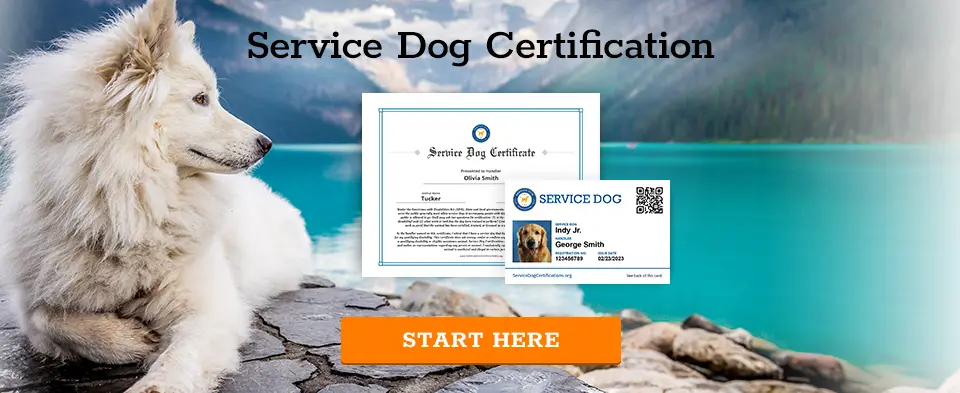 Service Dog Certification - Start Here