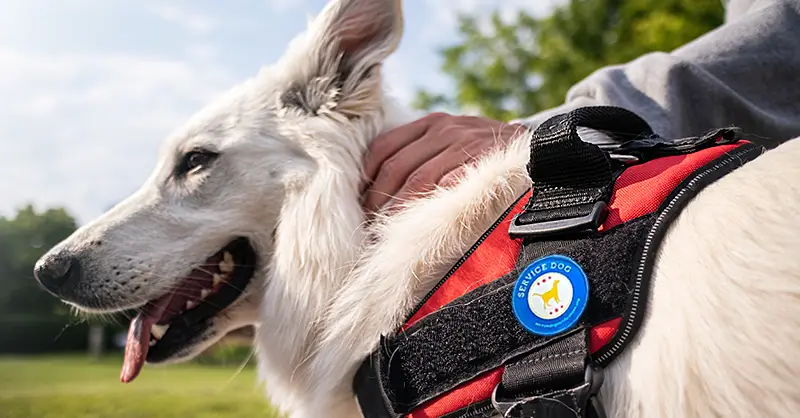 Service Dog Documentation