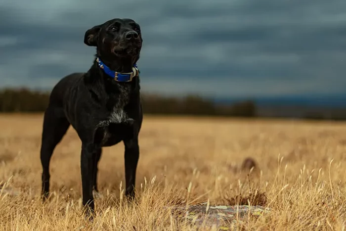 Service dogs come in different types and sizes to specifically assist with the owner's physical or mental disorder.