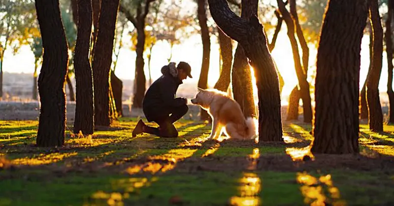 Service Dogs for PTSD