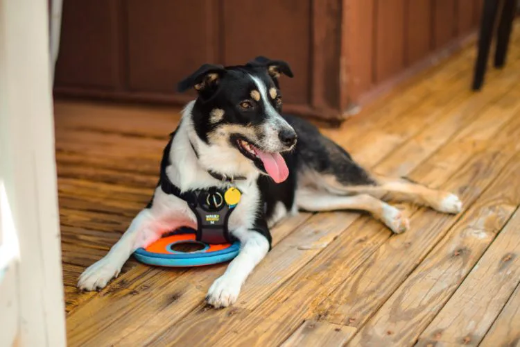 Service dog of Texas