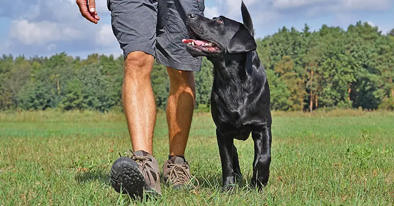 How to Know Your Service Dog is Ready for Duty