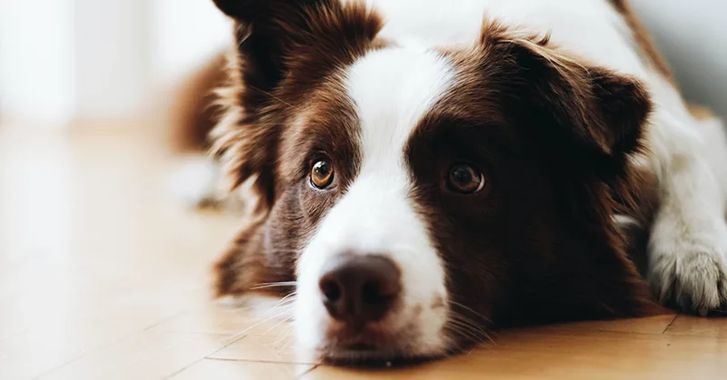 Anxiety Service Dog - ServiceDogCertifications