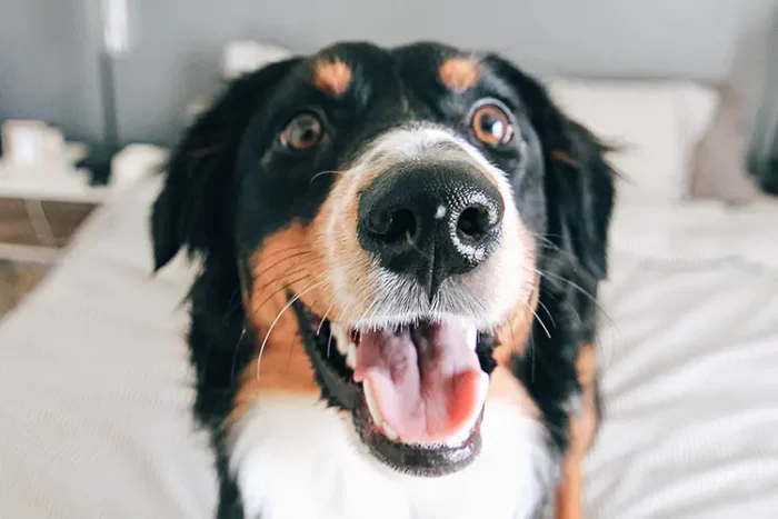 Service dog in Hilton hotel room - ServiceDogCertifications