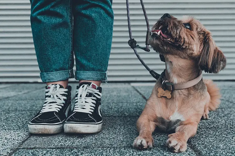 Small service dog looking up to child